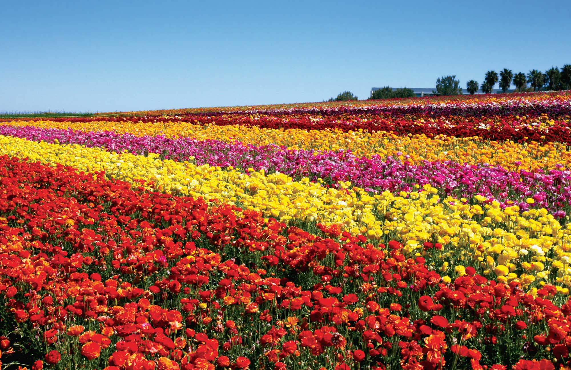 Carlsbad Ranch Flower Fields Feature 50 Acres of Ranunculus Flowers