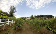 Eagles' Nest Winery & Vacation Cottage