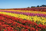 Carlsbad Flowers
