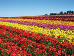 Carlsbad Flowers