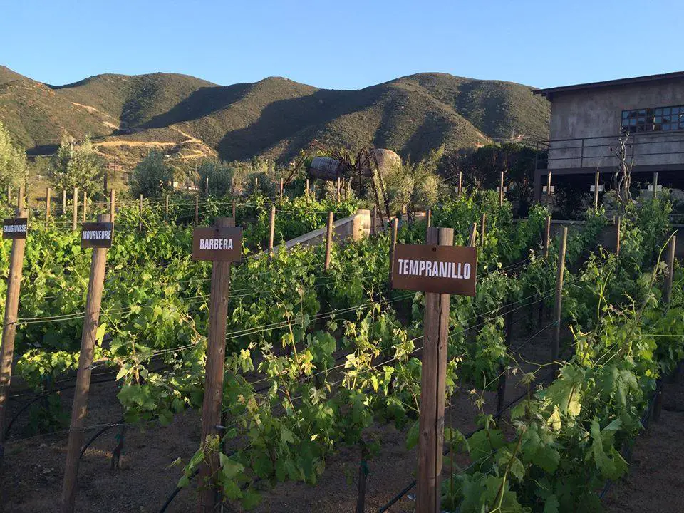Tres Valles, Vitivinicola, Wine, Mexico, Valle de Guadalupe